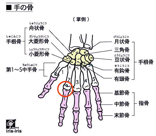 手の骨について