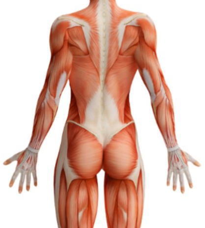 上肢の筋肉のイラスト