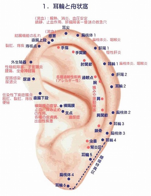 耳の詳細図　耳輪と舟状窩