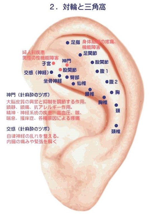 耳の対輪と三角窩