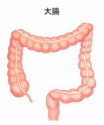大腸