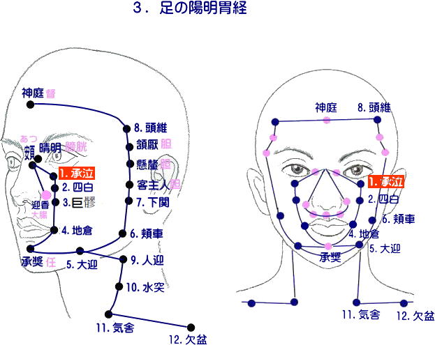 十四経発揮　足の陽明胃経の頭部　 