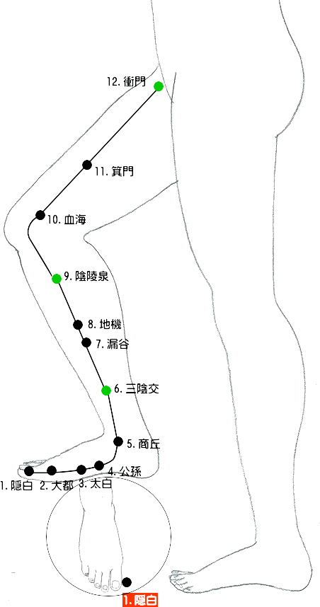 足の太陰脾経流注図