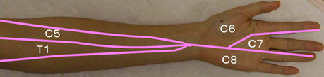 腕と神経支配