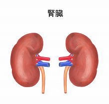 腎臓