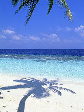 オイルトリートメントに使うオイルの写真