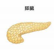 膵臓（すいぞう）