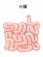 小腸
