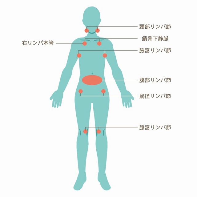 リンパ系の説明のイラスト
