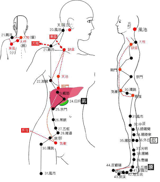 足の少陽胆経の流注図　体幹部