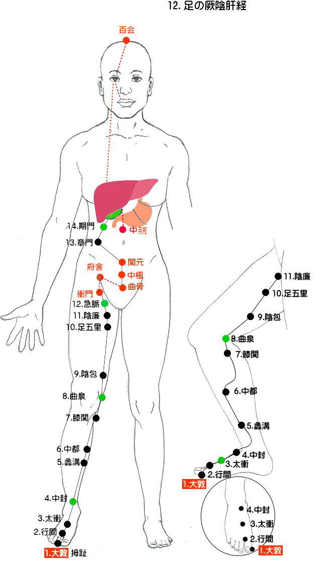 十四経発揮 足の厥陰肝経の流注図 足の部分