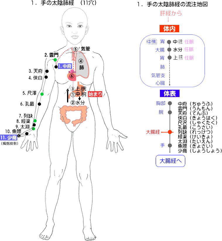 手の太陰肺経のイラストと流注地図