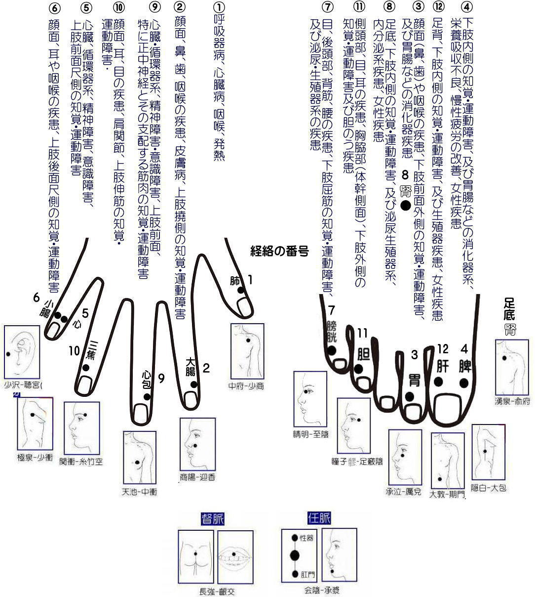 経絡とその働き