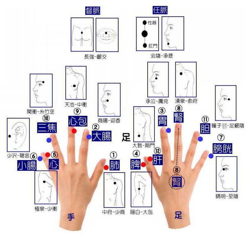 経絡記憶術　手足の記憶法まとめ