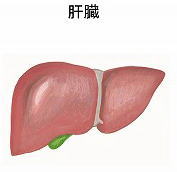 肝臓