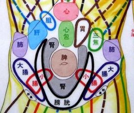 増永静人先生の経絡と腹の反応部位１