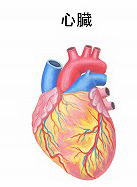 心臓
