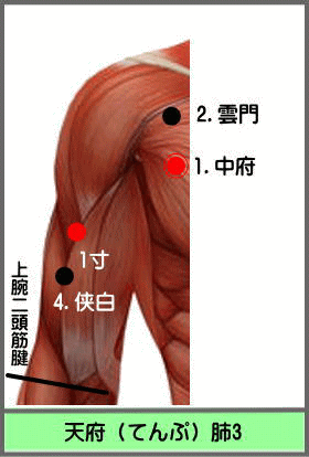 ツボ　てんぷ